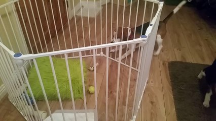 Clever beagle uses problem-solving skills to fetch bone