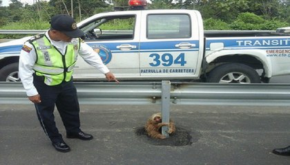 Officer Receives Call About Stranded Animal, Finds Terrified Sloth On The Highway