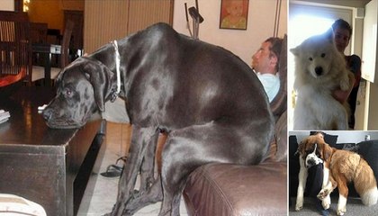 Gigantic Dogs Who Think They're Still Lap Dogs!