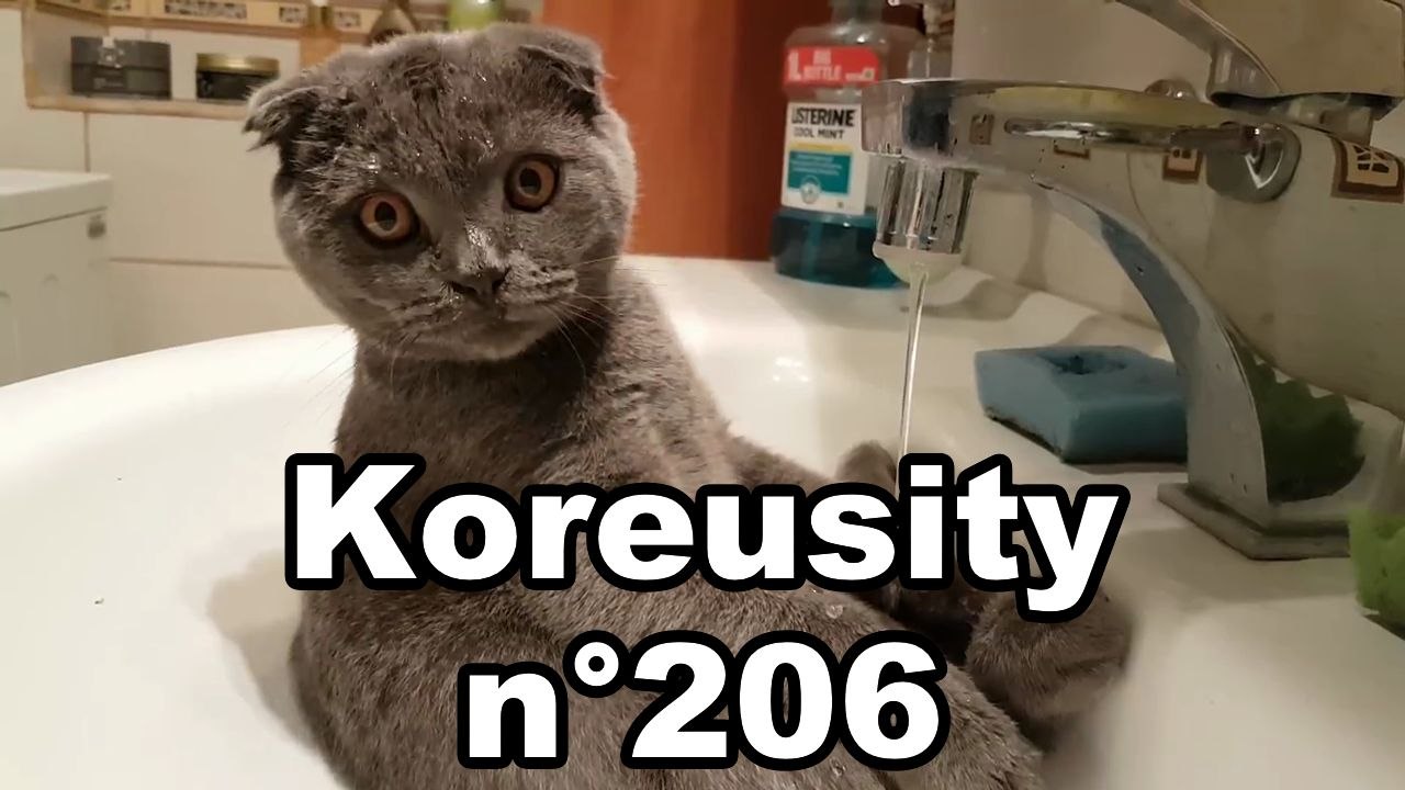 Koreusity n°206