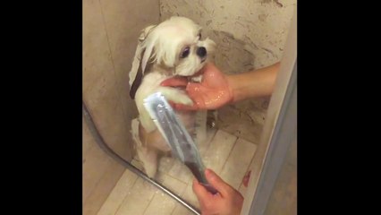 Dog's shower routine is too cute for words