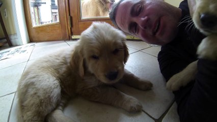 Picking out a Golden Retriever puppy is hard work!
