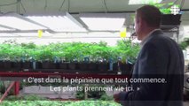 La production de marijuana au Colorado (Octobre 2016) (STFR)