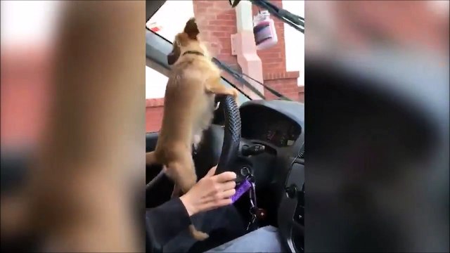 Ce chien déclenche les essuie glace et devient fou