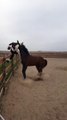 Un cheval qui joue avec une peluche cheval... Comme un fou