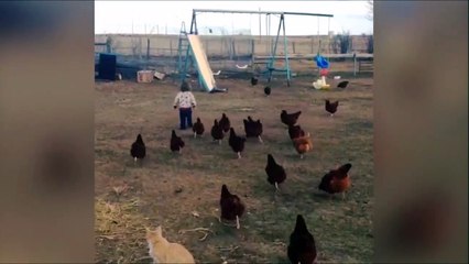 La mere de tous les poulets