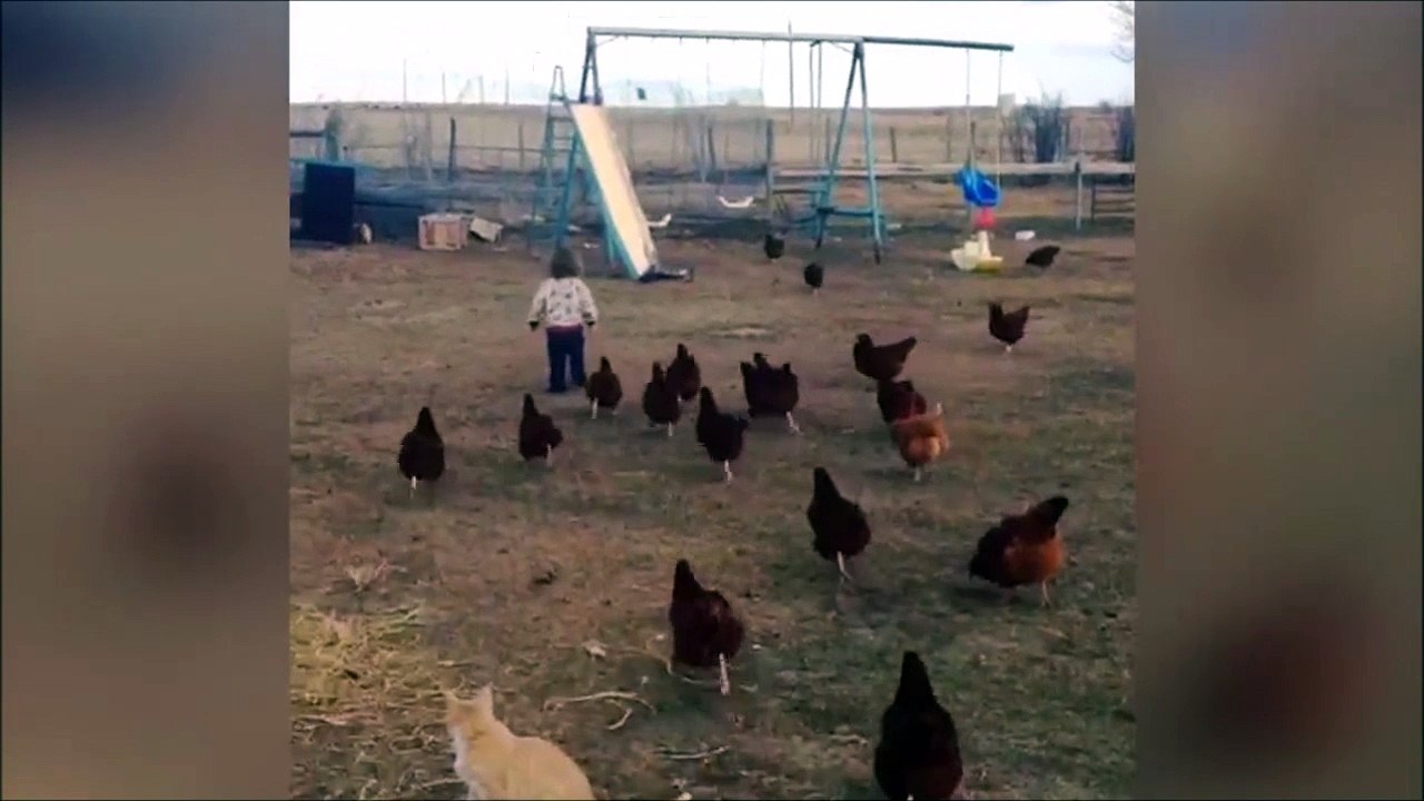 La mere de tous les poulets