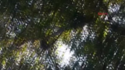 Şavşat'ta Ağaçta Mahsur Kalan Yavru Ayılar Kurtarıldı