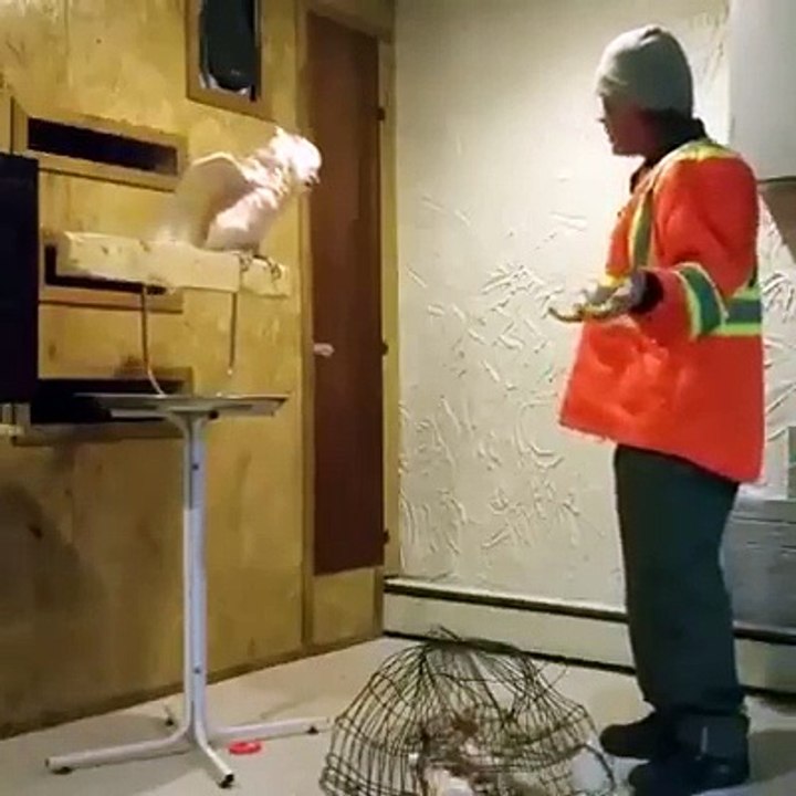Un perroquet enervé