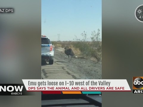 Emu on loose in the West Valley!