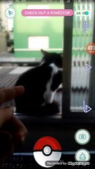 Pokémon Go: Capturando o Petrucat