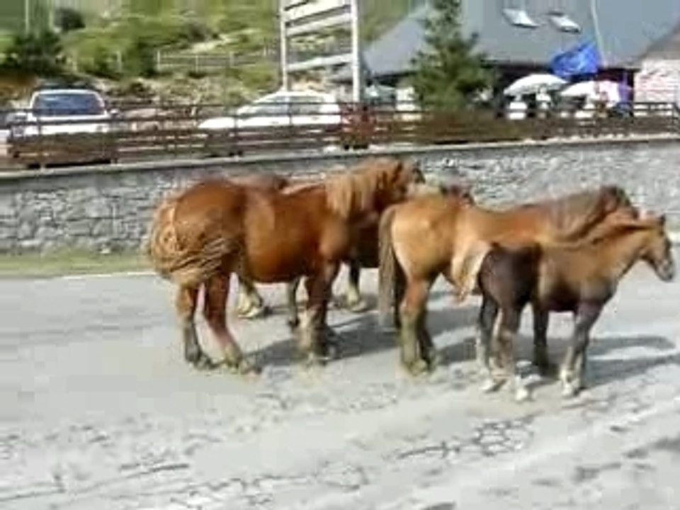 Chevaux du Soulor