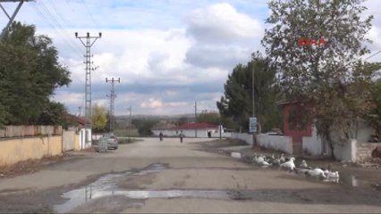 Edirne - Bulgaristan'dan Sınırı Geçip Edirne'ye Gelen Inekler Ortada Kaldı
