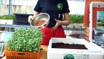 Hướng dẫn trồng rau mầm với bộ KIT Vina-OS