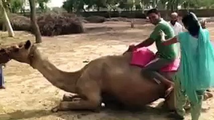 Girls Failed From Camel