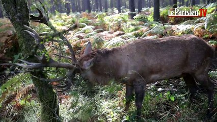 Après le Canada et la Sibérie, Nicolas Vanier porte sa Sologne natale à l'écran