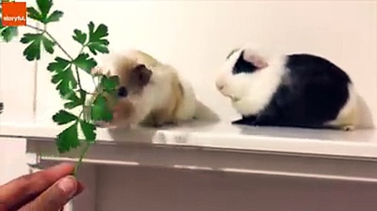 pussy cat love