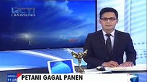 Puluhan Hektar Tanaman Bawang Gagal Panen