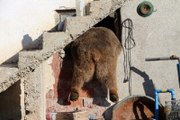 Aç Kalan Boz Ayı Köye Geldi