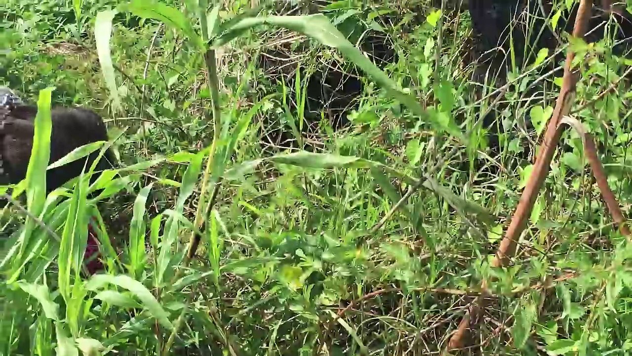 Most Amazing Wild Animal Attacks - Most Amazing Children Catching Snake - Human Attacks Snake #1