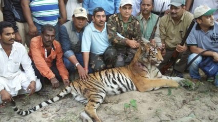 Köylüler, Kaplanın Öldürülmesini Havai Fişeklerle Kutladı