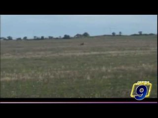 Nuovo avvistamento di lupo murgiano