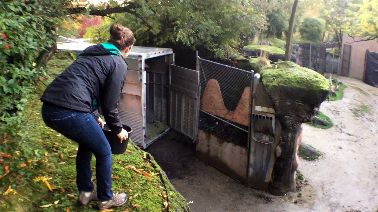 Arrivée d'une superbe Girafe dans un Zoo aux Etats-Unis