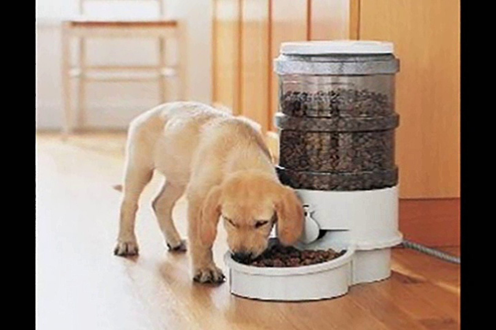 Automatic Pet Feeder Reviews Ways To Know More About Them Video