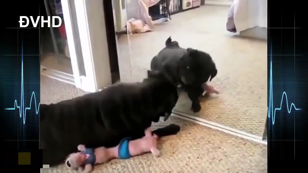 Funny Animals When the mirror