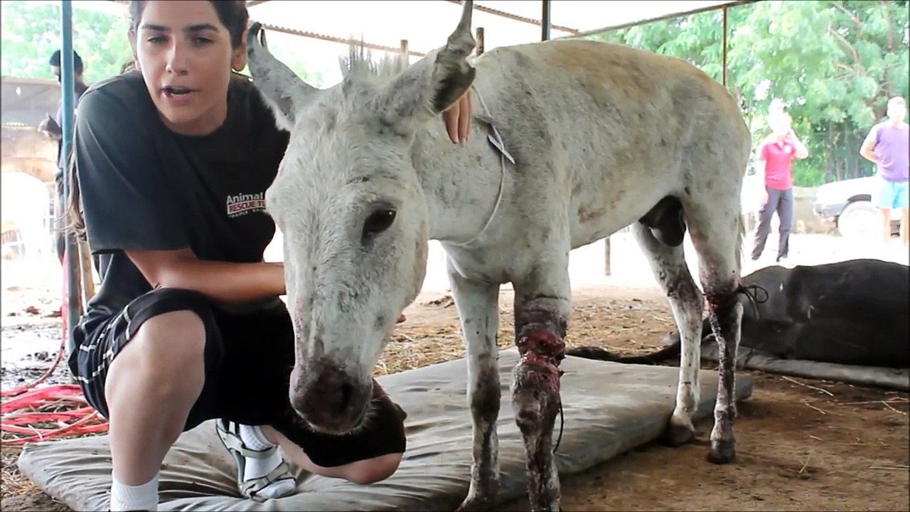 Abused Indian Donkey Rescued