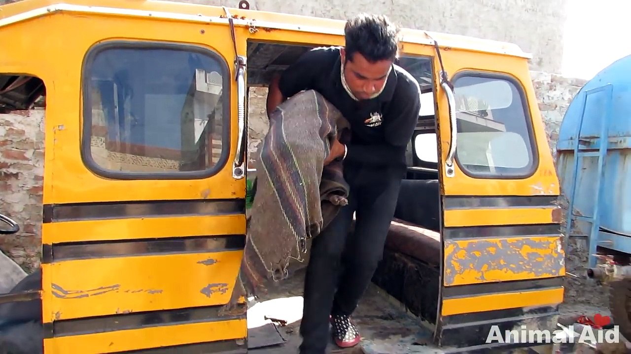 Awe-inspiring recovery of a dog turning to stone from mange