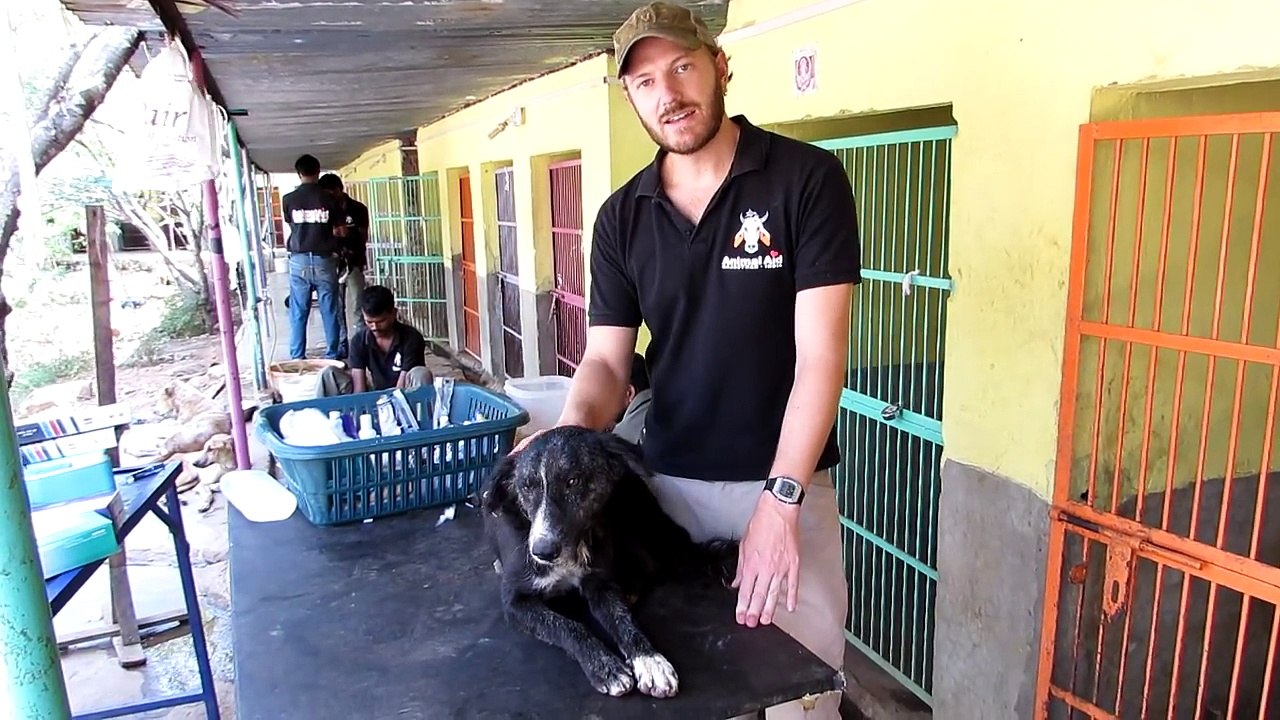 Convulsing Dog Saved After Ingesting Poison