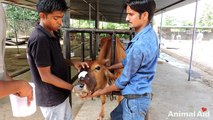 Cow injured from halter cutting into face rescued