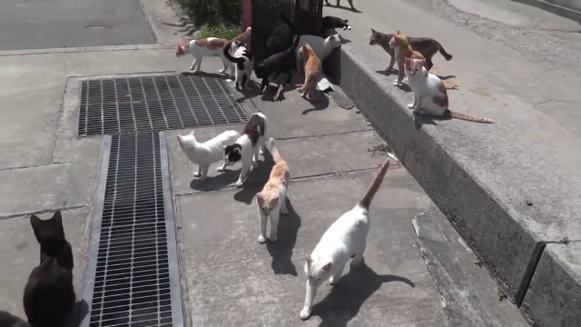 Tashirojima : l'île du Japon où les chats sont rois