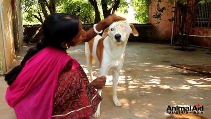 Critically injured street dog gets a new life!