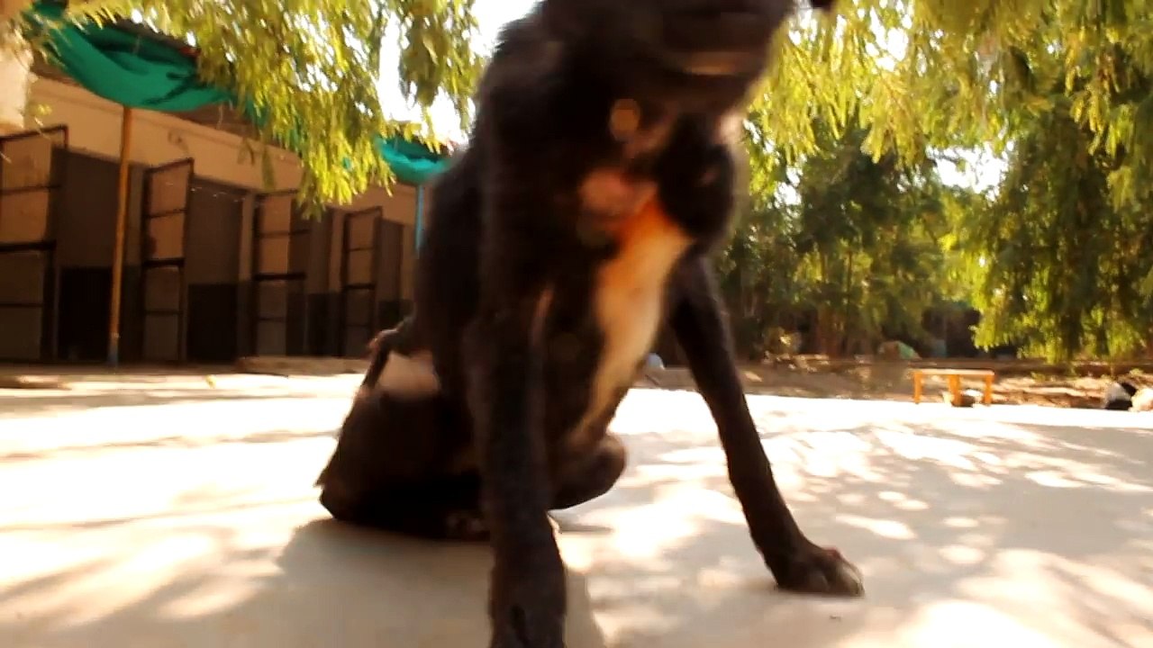 Daisy couldn't walk from pain - YOU helped us save her