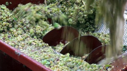 Les vendanges à la machine