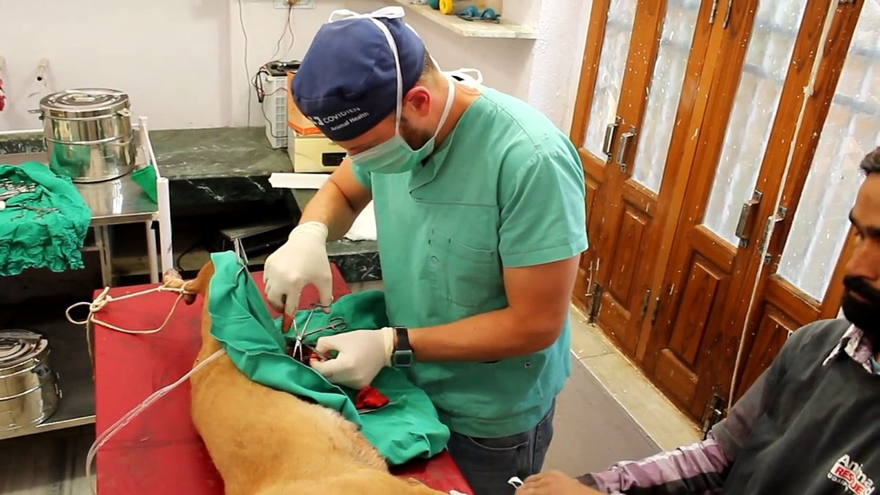 Dog bleeding to death saved just in time