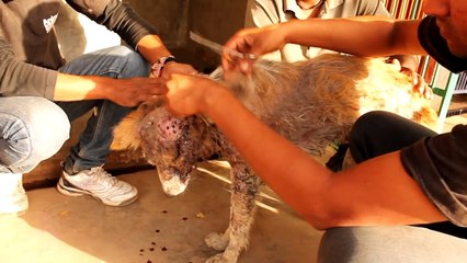 Dog rescued from street gutter. His recovery will amaze you.