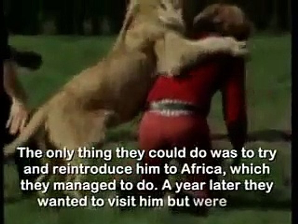 Lion friendship with human being