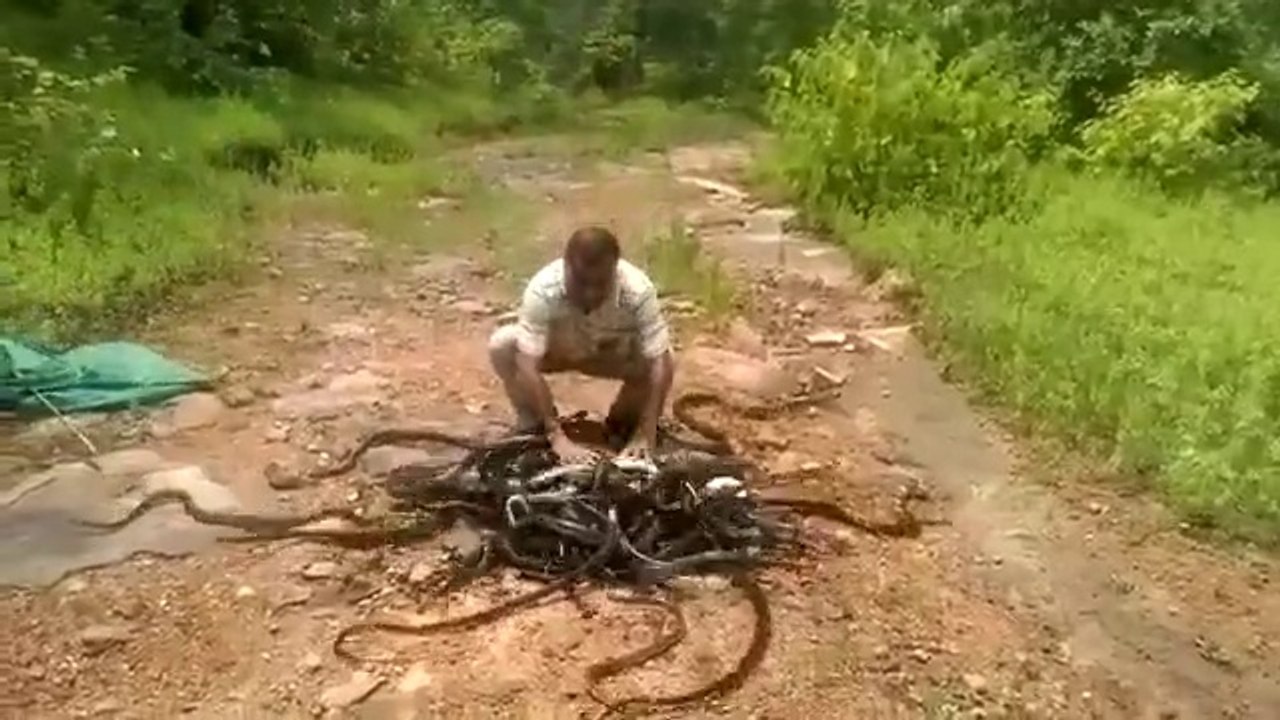 Crazy moment snake catcher releases hundreds of rat snakes, cobras and vipers into Indian forest