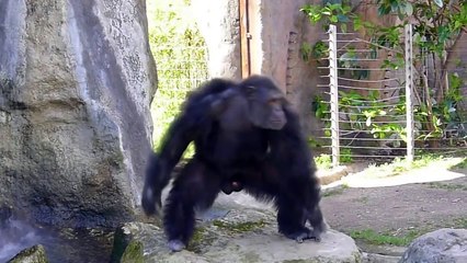 Funny Monkeys At The Zoo