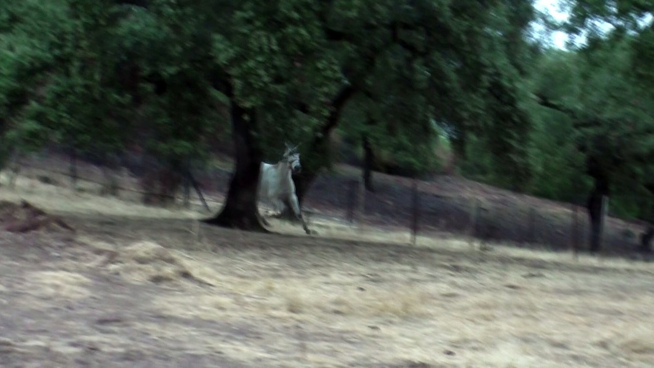 Chevaux en liberté sur Le Chemin...