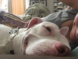 Cute Toddler and Deaf Pitbull Goof Around