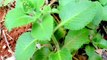 Plantas Medicinais -Plantes médicinales -  Hortela gorda (Plectranthus amboinicus)