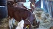 Osemenjavanje krava i matičenje ovaca, 22. oktobar 2016. (RTV Bor)