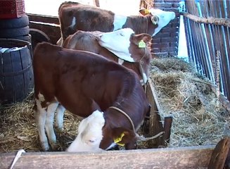 Osemenjavanje krava i matičenje ovaca, 22. oktobar 2016. (RTV Bor)