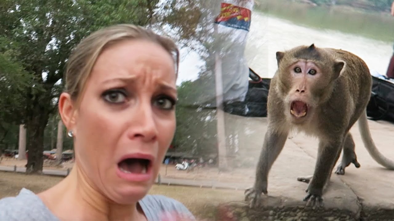 Never show a MIDDLE FINGER to a Monkey!