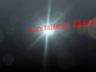 World's Tallest Dog