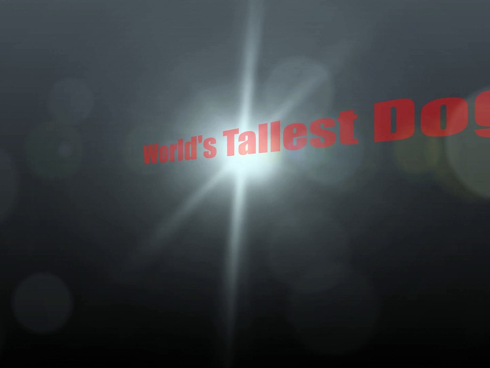 World's Tallest Dog